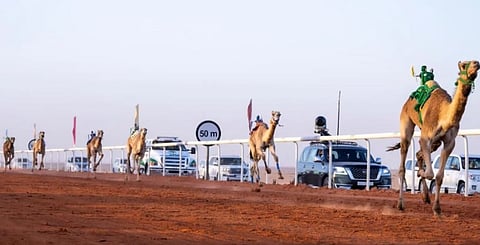 إعلان أسماء الفائزين بالمراكز الأولى في جائزة الملك عبدالعزيز لسباقات الهجن