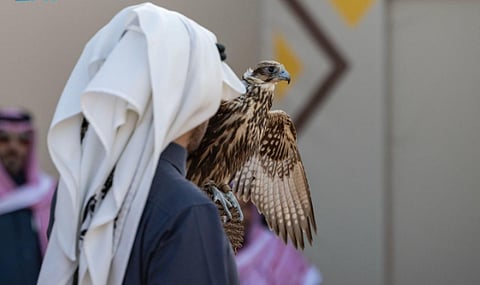 227 صقرًا تشارك في 7 أشواط للهواة المحليين بمهرجان الملك عبدالعزيز للصقور 2025 في يومه الرابع
