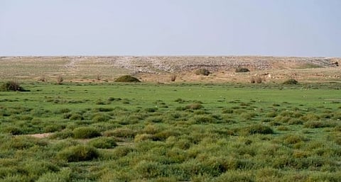 تأهيل 4.7 ملايين هكتار من أراضي الفياض والرياض لتعزيز استدامتها