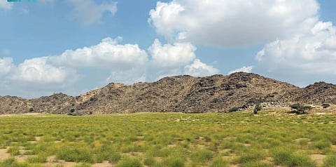 سهول تهامة عسير الخضراء.. مقوّمات طبيعية تدعم السياحة البيئية