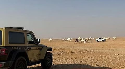 ضبط مواطن لارتكابه مخالفة رعي بمحمية الإمام عبدالعزيز بن محمد الملكية