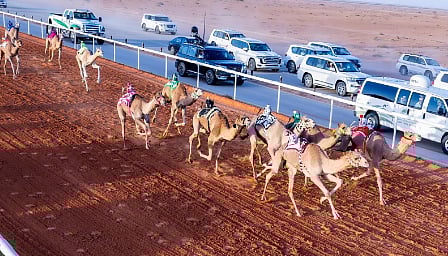 إعلان الفائزين بالمراكز الأولى في جائزة الملك عبدالعزيز لسباقات الهجن ضمن فئة "الحيل والزمول" 