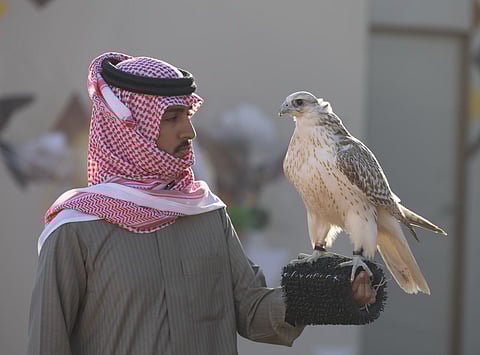 367 صقرًا يتنافسون في أشواط اليوم الخامس لمهرجان الملك عبدالعزيز للصقور 2025