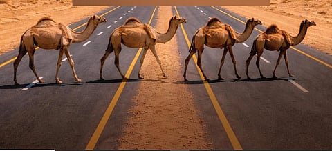 «هيئة الطرق» توصي مُلَّاك الإبل بتنسيق عبور الطرق غير المسيجة عبر مركز الاتصال 938