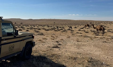 ضبط مواطن لارتكابه مخالفة رعي بمحمية الملك عبدالعزيز الملكية