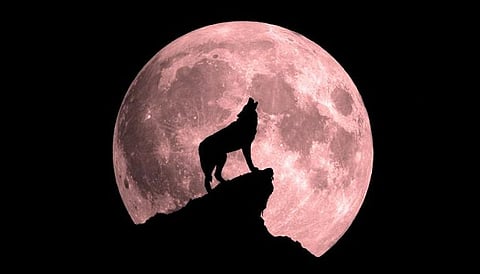 قمر الذئب.. أول قمر عملاق في سماء المملكة لعام 2026 الليلة