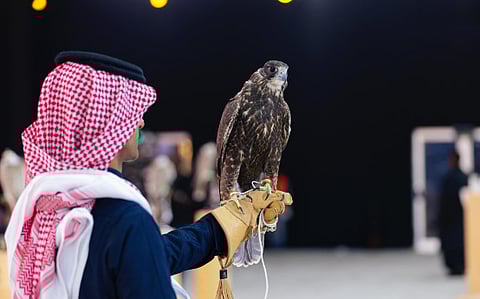 إعلان الفائزين في مسابقة المزاين بمهرجان الملك عبدالعزيز للصقور 2025