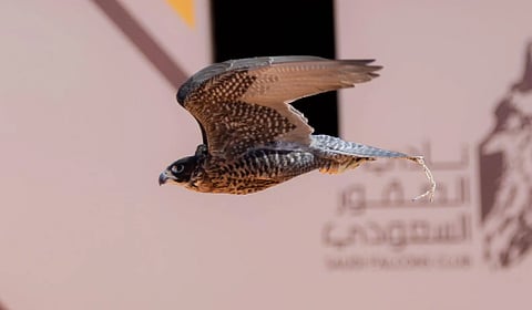 تتويج 12 محترفًا دوليًّا بكؤوس الملك عبدالعزيز في مهرجان الصقور 2025