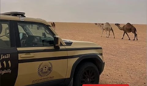 الأمن البيئي يضبط سودانيًا لارتكابه مخالفة رعي في محمية الإمام تركي بن عبدالله الملكية