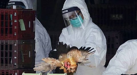 إسرائيل تبلغ عن تفشي سلالة H5N1 لإنفلونزا الطيور في مزرعة