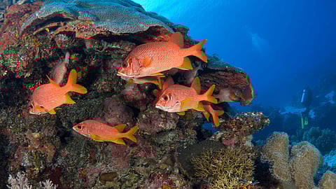 دراسة بحثية في «كاوست» تؤكد أهمية استعادة تجمعات أسماك الشعاب المرجانية في توفير الغذاء لملايين البشر
