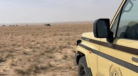 ضبط مواطن لارتكابه مخالفة الرعي بمحمية الملك عبدالعزيز الملكية