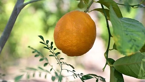 لتعزيز الرافد الاقتصادي.. ملكية محافظة العُلا تُطلق «موسم العُلا للحمضيات»