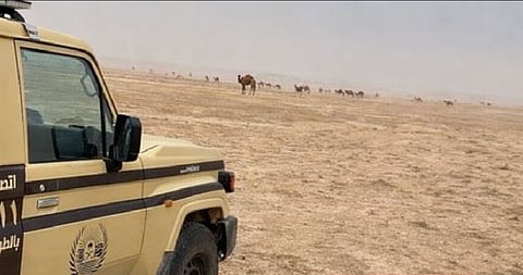 «الأمن البيئي» تضبط مواطنًا لارتكابه مخالفة رعي في محمية الملك عبدالعزيز