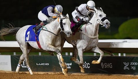 منافسة قوية في سباقات مهرجان الأمير سلطان بن عبدالعزيز العالمي للجواد العربي