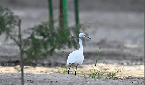 «وادي قناة» بالمدينة المنورة يوفّر موطنًا لاستدامة الحياة الفطرية