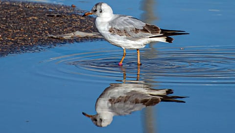 رصد «نورس أسود الرأس» في سماء الحدود الشمالية