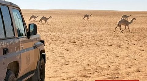 « الأمن البيئي» تضبط مواطنًا لارتكابه مخالفة رعي في محمية الإمام عبدالعزيز بن محمد الملكية