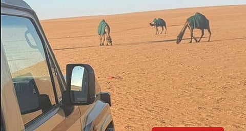 ضبط مواطن لارتكابه مخالفة رعي بمحمية الملك عبدالعزيز الملكية