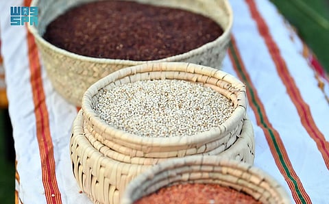 الدخن في عسير.. محصول موسمي يعزز الاستدامة والأمن الغذائي