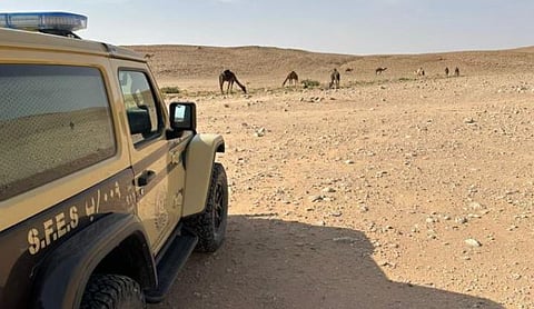 ضبط مواطنين لارتكابهما مخالفتي رعي وتخييم دون ترخيص 