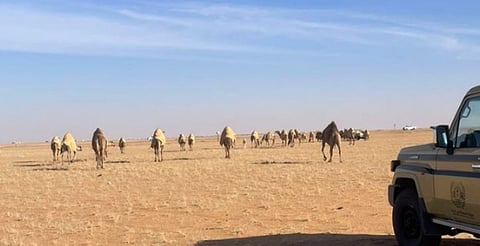 محمية الملك عبدالعزيز الملكية