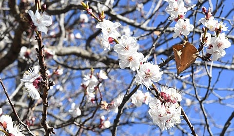 في لوحة شتوية خلابة.. أزهار اللوز تكسو مرتفعات وجبال عسير
