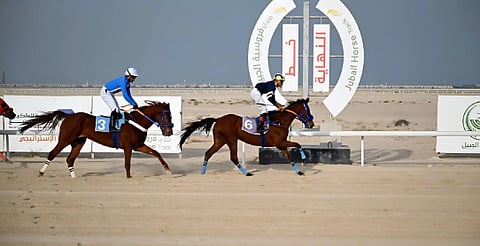 ميدان فروسية الجبيل يقيم سابع سباقاته للموسم الرياضي 2025 - 2026