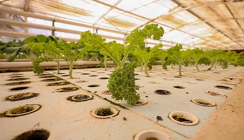  الزراعة المائية بالقصيم.. تقنيات حديثة تدعم الأمن الغذائي وتعزّز الاستدامة