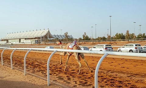 اليوم.. تتويج أبطال كؤوس مهرجان خادم الحرمين الشريفين للهجن لفئة «اللقايا»