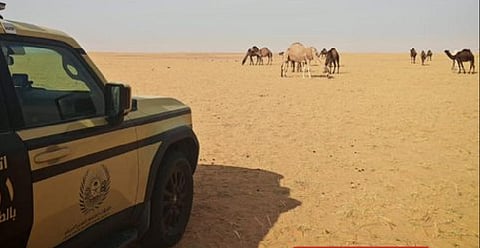 ضبط مواطن لارتكابه مخالفة رعي في محمية الملك عبدالعزيز الملكية