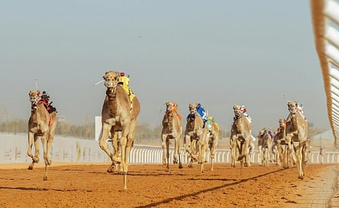 تتويج أبطال كؤوس مهرجان خادم الحرمين الشريفين للهجن اليوم لفئة «الجذاع»