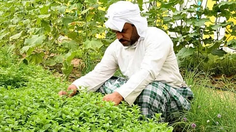«الإرشاد الزراعي» تحث المزارعين على الالتزام بفترة تحريم المبيدات