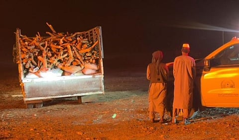 ضبط مخالفين سودانيين لارتكابهما مخالفات اقتلاع الأشجار وحرقها في المدينة المنورة