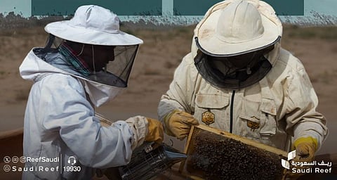 لرفع كفاءة القطاع.. «ريف السعودية» يوزّع 1800 طرد من معدات النحالة الحديثة على النحالين 