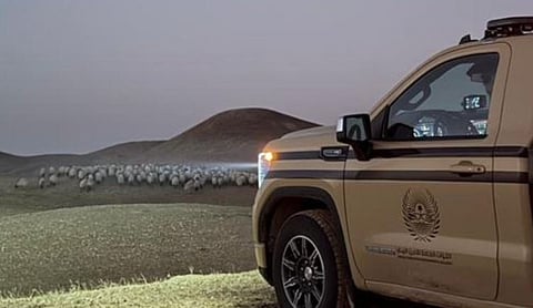ضبط مواطن لارتكابه مخالفة رعي بمحمية الملك عبدالعزيز الملكية