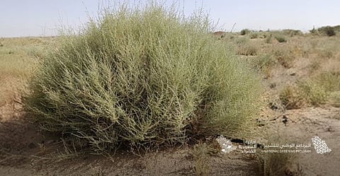 البرنامج الوطني للتشجير يكشف عن أبرز أنواع النباتات المحلية الملائمة للتشجير في الجوف