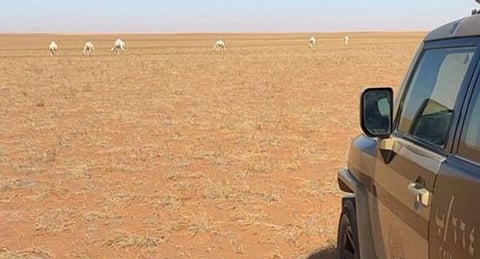 ضبط مواطن لارتكابه مخالفة رعي بمحمية الإمام عبدالعزيز بن محمد الملكية