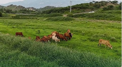 عبر منصة «نما».. «البيئة» تعيد إطلاق خدمة عودة إبل ومواشي الرعي المملوكة لغير السعوديين 