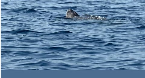 في تسجيل نادر.. «الحياة الفطرية» يرصد سلحفاة جلدية الظهر في البحر الأحمر