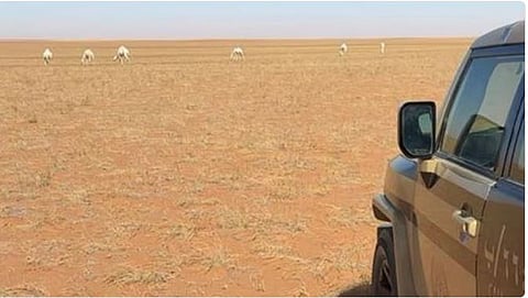 ضبط مواطن لارتكابه مخالفة رعي بمحمية الملك عبدالعزيز الملكية