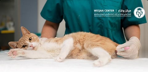 «وقاء» يُطلق حملة لتحصين الحيوانات الأليفة ضد  «السعار»