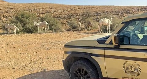 ضبط مواطن لارتكابه مخالفة رعي بمحمية الملك عبدالعزيز الملكية