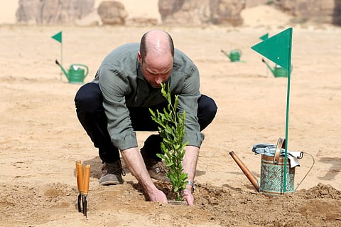 ولي عهد بريطانيا يشارك بالتشجير خلال زيارته محمية شرعان الطبيعية في العلا