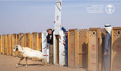 «الحياة الفطرية» يطلق أكثر من 10 آلاف كائن ضمن برامج وطنية لتعزيز التنوع الأحيائي