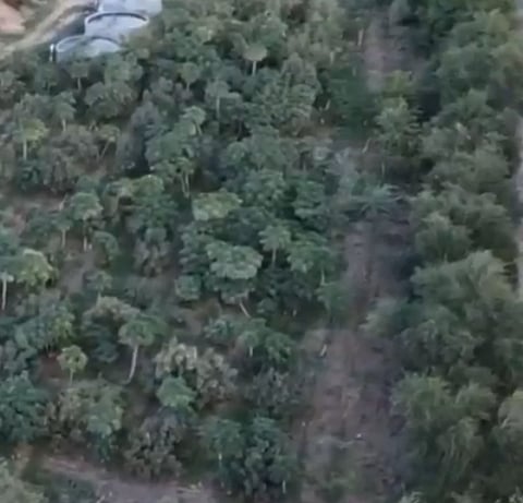 مزارع يروي تجربته بزراعة الحمضيات بجبال الفقرة في المدينة المنورة