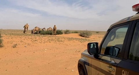 ضبط مواطن لارتكابه مخالفة رعي بمحمية الملك عبدالعزيز الملكية