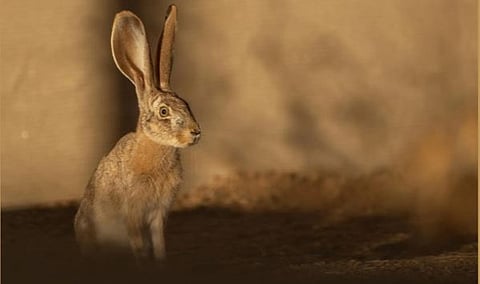 إعادة توطين الأرنب العربي بمحمية الأمير محمد بن سلمان الملكية