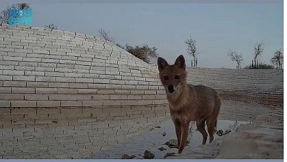 محمية الملك عبدالعزيز الملكية تسجّل أول رصد موثّق لـ"ابن آوى الذهبي" في منطقة الرياض