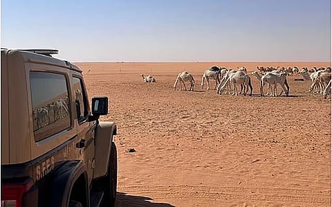 ضبط مواطن لارتكابه مخالفة رعي في محمية الملك عبدالعزيز الملكية